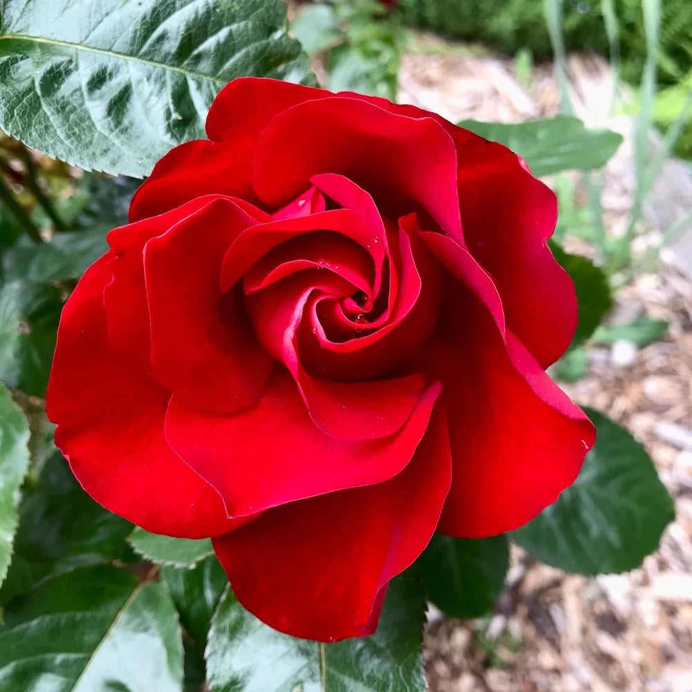 rose for radiance facial oil