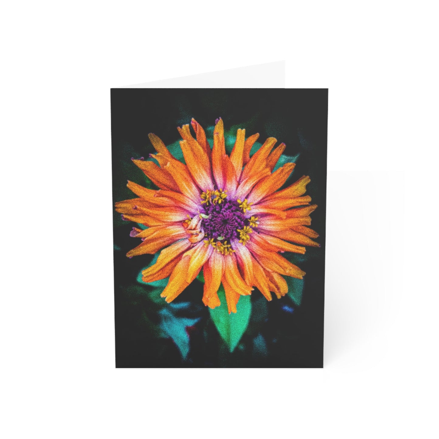 Orange Zinnia on Black Greeting Card (1pc or 10pc)