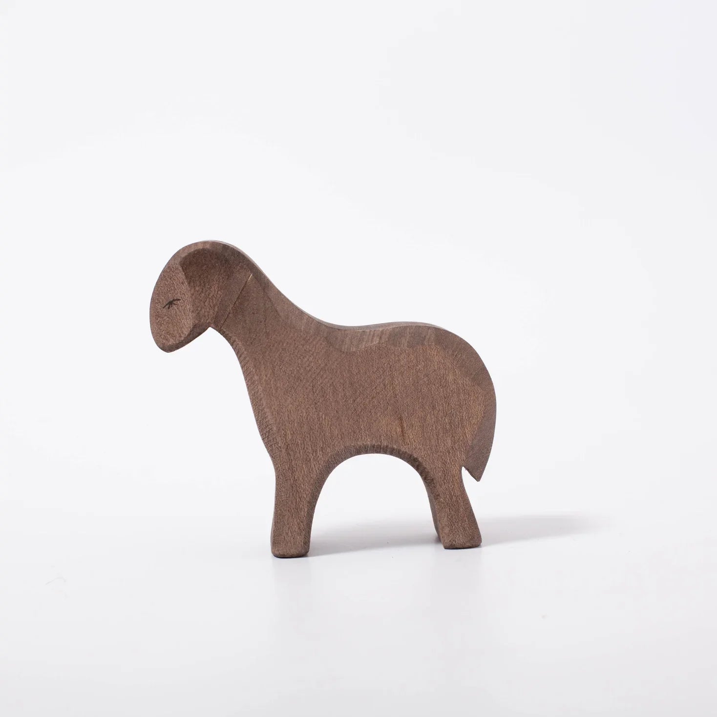 brown sheep standing