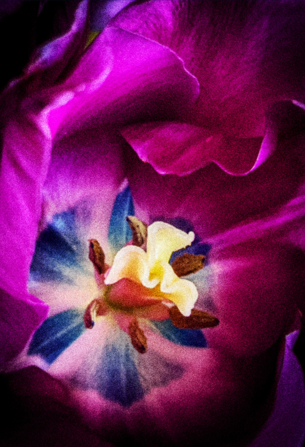 Purple and Blue Tulip Journal: Art by Mona Anastas